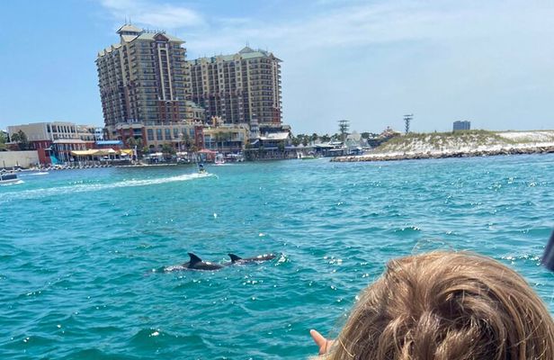 2 Hours Guided Dolphin Tour in Florida