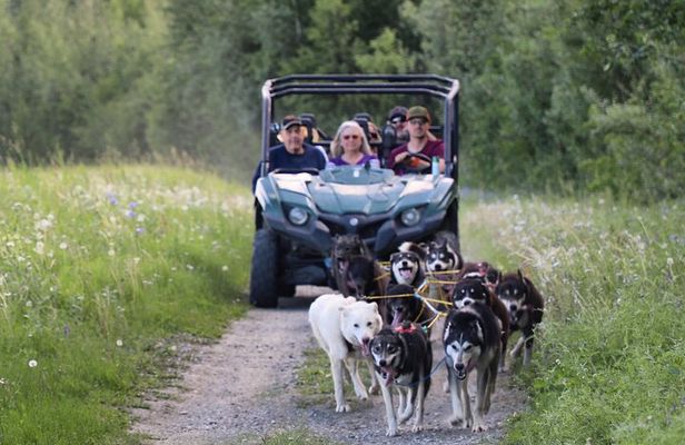 Sled Dog Cart Ride with Guide