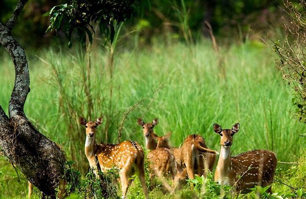 3 Days and 2 Nights Chitwan National Park Safari Tour in Pokhara