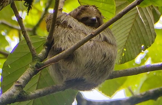 Sloth watching La Fortuna
