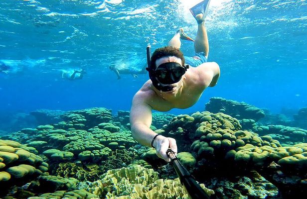 Private Angelfish Snorkeling with Brunch in Aruba