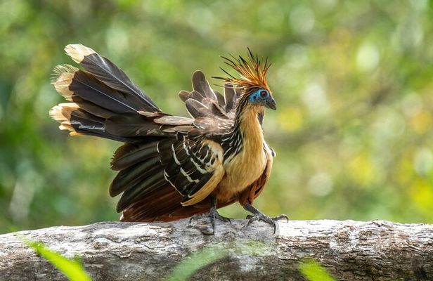 10 Day Amazon Deep Survival Trip to Amanã lake