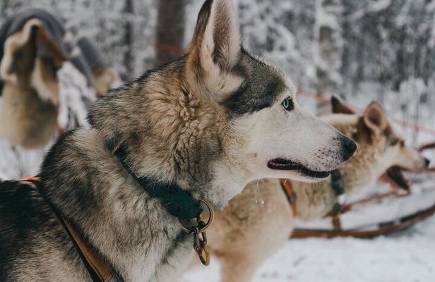 Nulkki Husky Adventure