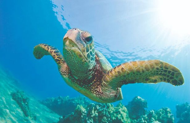 Waikoloa Turtle Catamaran Snorkel Sail