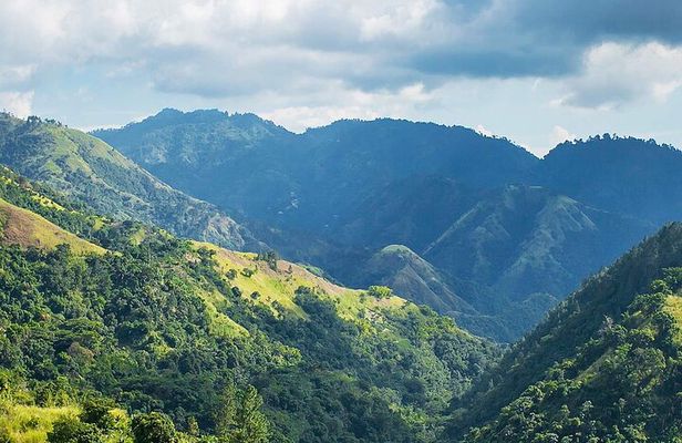 Exotic Blue Mountain Coffee Tour