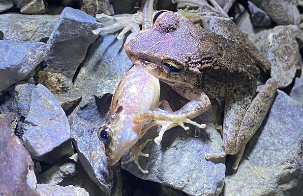 Night Walk Tour and Jungle Dinner in Jaco