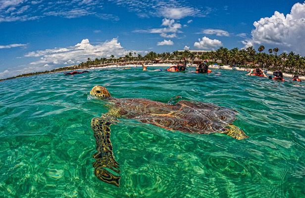 "Private Snorkeling with Turtles EN Akumal + Photos Included"
