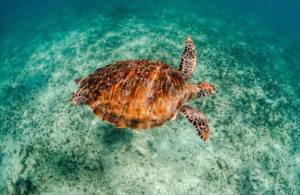 "Private Snorkeling with Turtles EN Akumal + Photos Included"