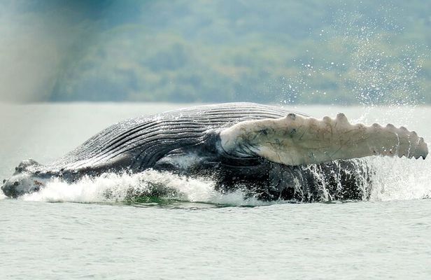 Whale and Dolphin Tour July -October 2025