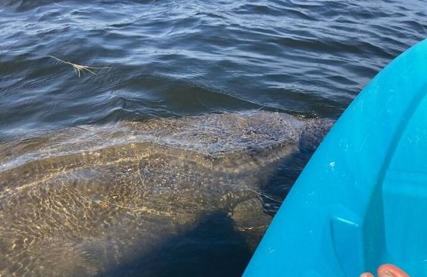 2.5 Hour Kayaking with Manatee and History Tour in Tarpon Springs