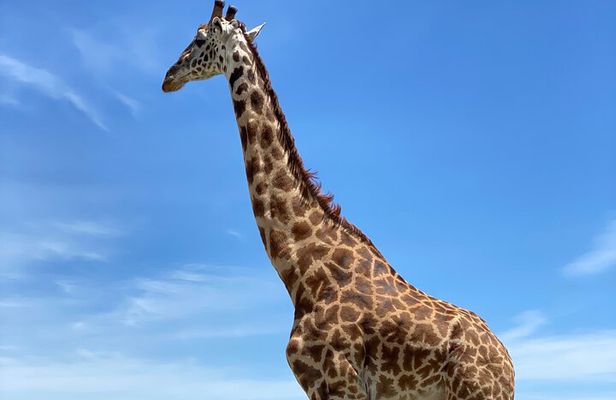 3-Days Arusha National Park-Tarangire park - Ngorongoro Crater