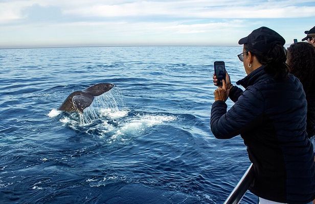 Whale Watching Adventure In Puerto Vallarta