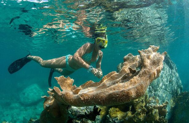 Maho Bay Turtle Snorkel with Lunch and Bar at Frenchman's Reef