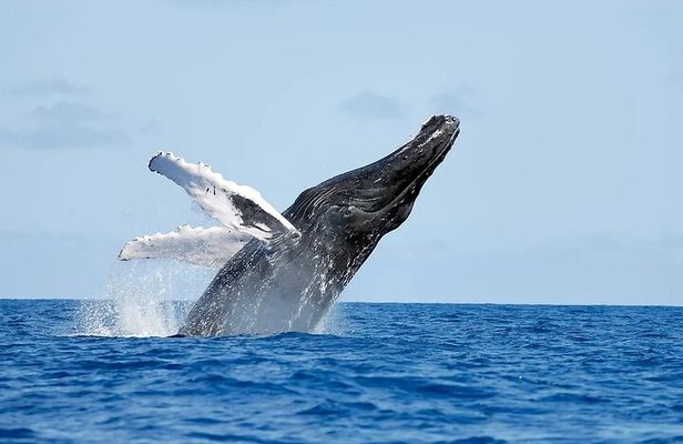 Whale watching and Montana Redonda