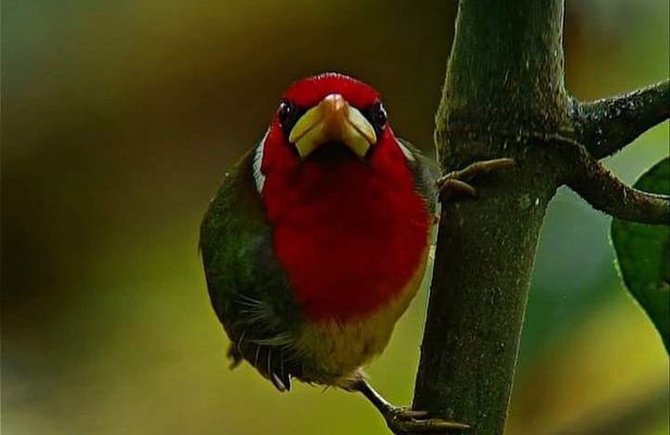 Birdwatching, Hummingbirds and chocolate experience in Mindo