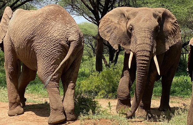 5 Days Northern Migration Budget Safari.