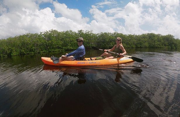Kayaking in the Mangroves Experience
