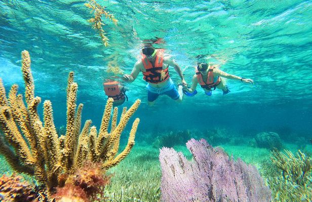 Amazing Snorkeling Experience + Real Mexican Tacos