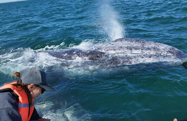 Full Day Gray Whale Watching Experience