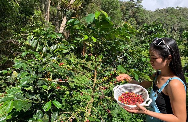 Coffee Lovers Farm and Roasting Tour