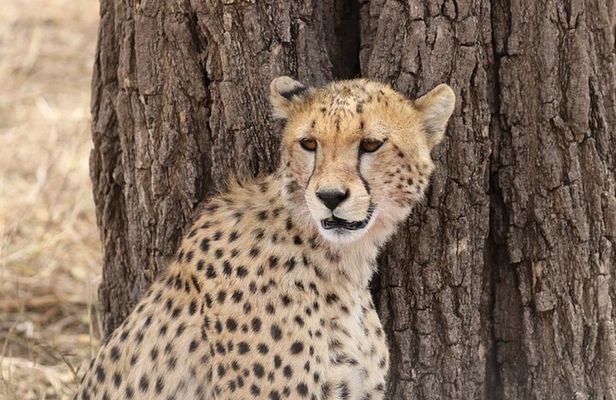 5 Days Fantastic Tanzania Lodge Safaris