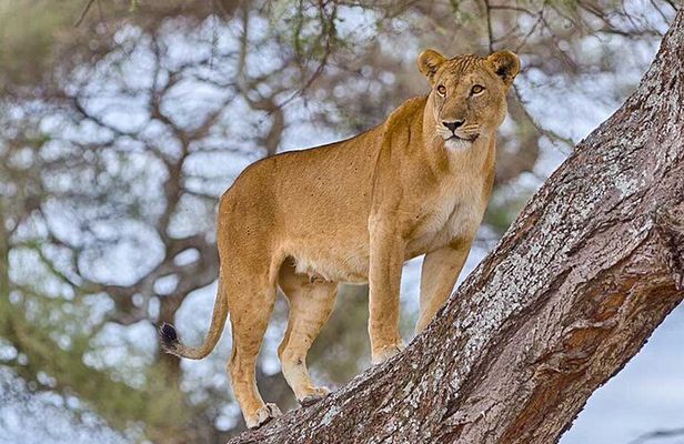 5 Days Fantastic Tanzania Lodge Safaris 