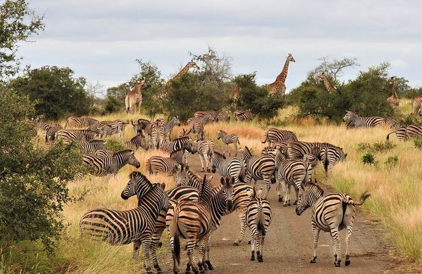 Private 4x4 Safari Tour in Kruger National Park