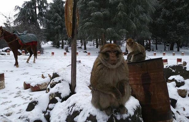 Middle Atlas Mountains and Azrou Day Tour from Fez 