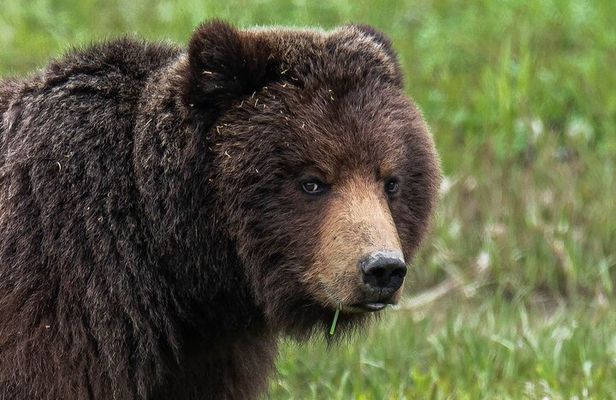 Peak Season Bear Viewing By Seaplane