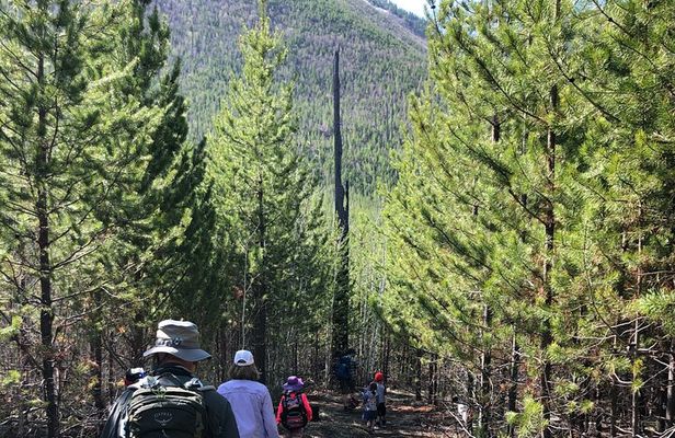 Nature Walk in Glacier National Park