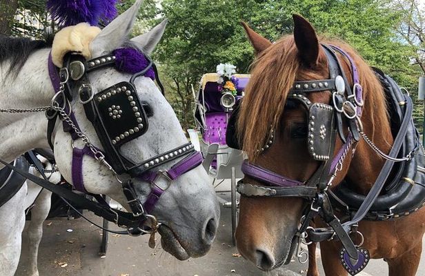 Private Christmas Lights Horse Carriage Tour In New York City