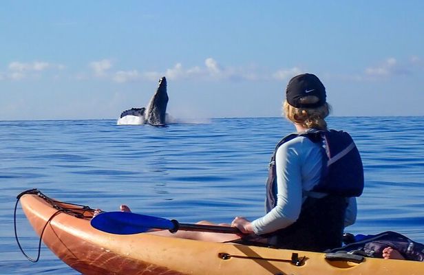 Kayak Whale Watching Tour