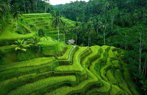 Ubud Tour With Monkey Forest, Rice Terrace, Waterfall, Temple