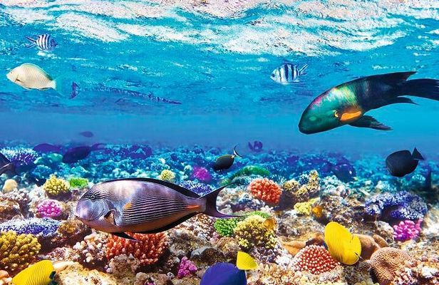 Underwater Paradise Snorkeling Adventure to Samadai Reef in Marsa