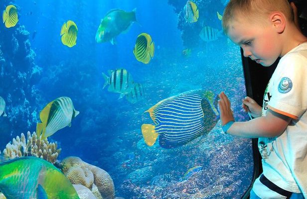 2 Hours Semi Submarine Tour With Transfer from Sharm El-Sheikh
