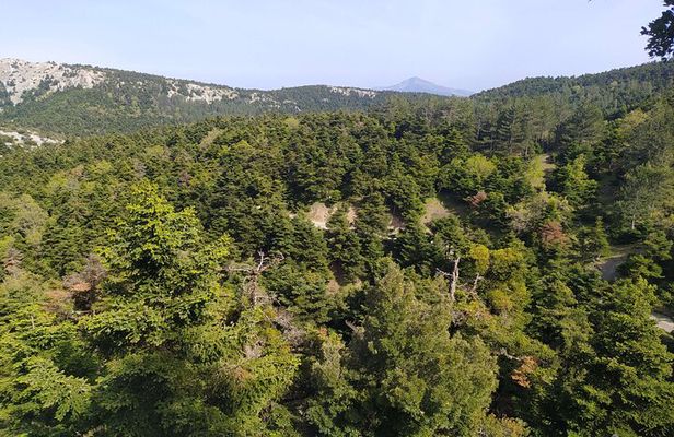 1 Day Parnitha Athens Private Hiking Tour with Hotel Pickup