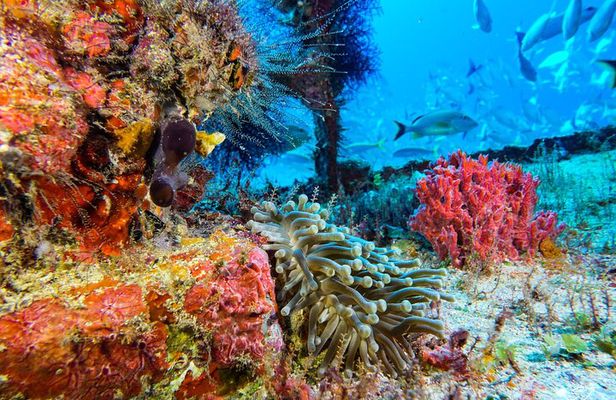 Incredible 2-tank Dive on the Drift Reef in Isla Mujeres