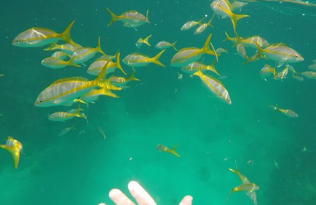 3 Hour Private Snorkeling in Marathon Florida
