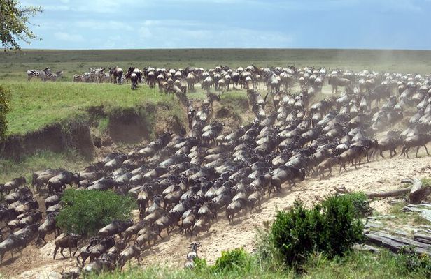 4-Day Tour to Tarangire, Serengeti and Ngorongoro