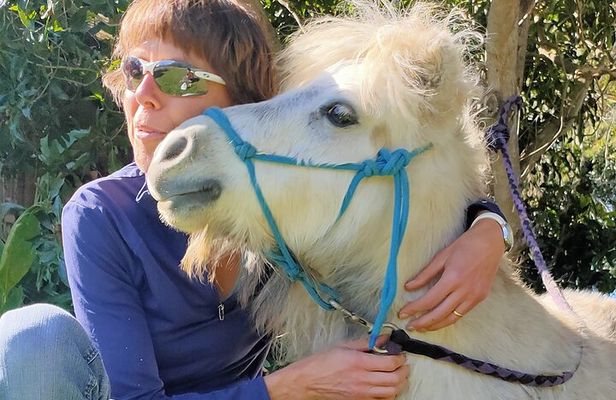 Pony Walking Adventure