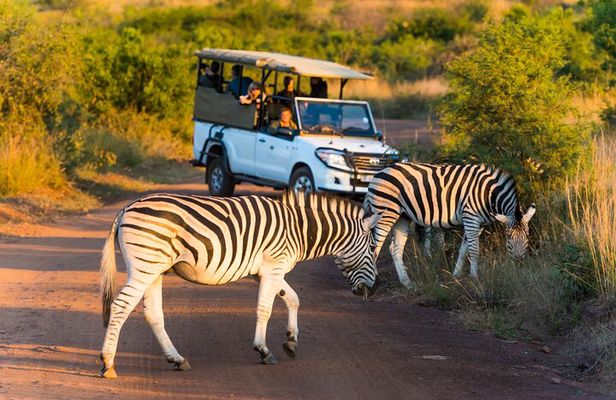 3-Hour Scheduled Safari Game Drive in Pilanesberg National Park