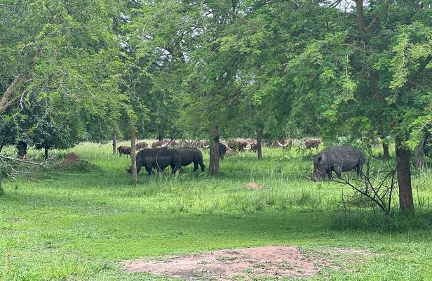 8 Day Kidepo Valley NP & Murchison Falls NP Budget Tour