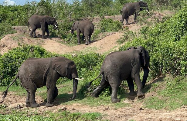 3 Day Queen Elizabeth National Park Budget Tour