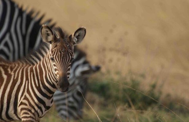 Full Day Private Akagera National Park Safari Tour in Rwanda