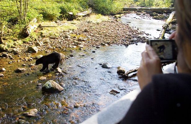 PRIVATE TOUR: Kananaskis Safari Drive and Guided Nature Walk 4H
