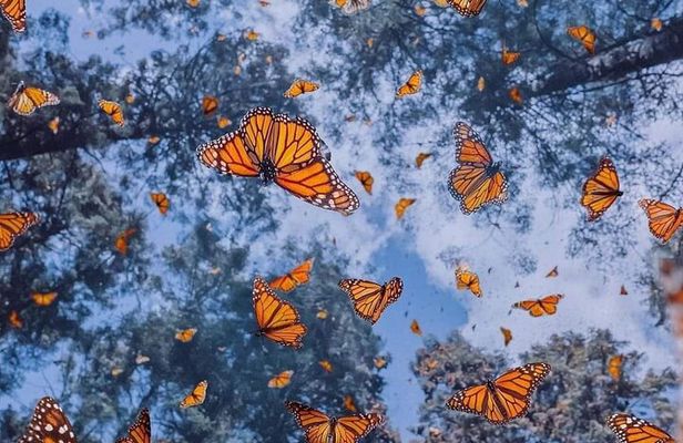 3 day Tour to Discover the Magic of Mexico & Monarch Butterflies