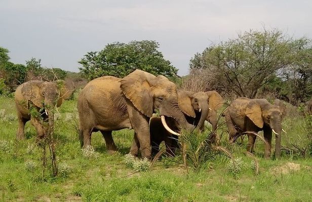2 Days Safari in Maputo National Park