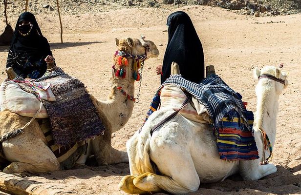 Desert Spider Car Buggy Experience With Transfer - Marsa Alam