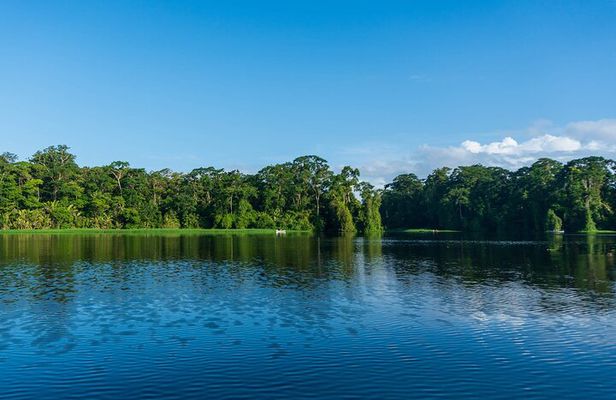 Tortuguero: Kayak tour + Spawn turtle or night jungle