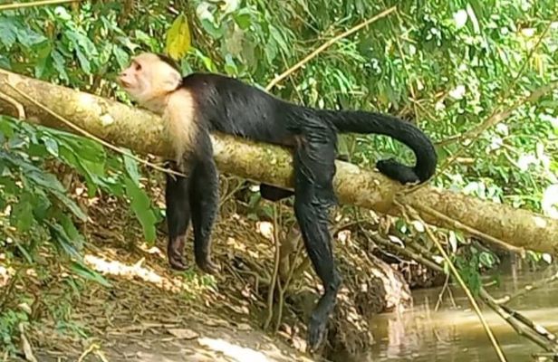 River and Mangrove Tour in Sierpe
